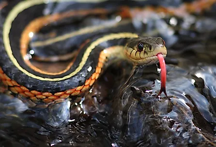 Garter snake in water.