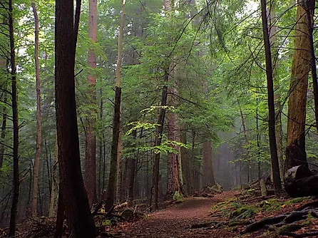 Old Growth at Cook Forest State Park, Pennsylvania.