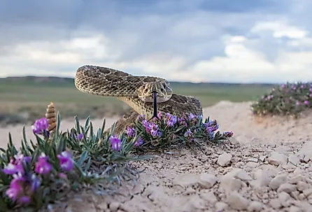 Closeup of a Prairie Rattlesnake.