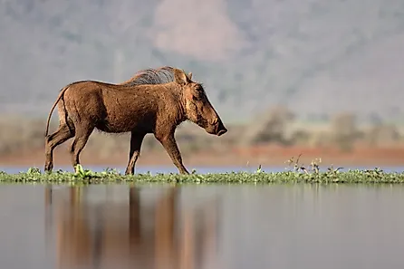 Warthog, Phacochoerus aethiopicus. 