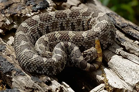 Juvenile Eastern Massasauga Rattlesnake coiled on a log.