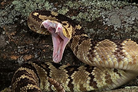 Black-tailed Rattlesnake, Crotalus molossus, striking at prey or threat, rocky habitat, Native to Southwest Arizona, United States.