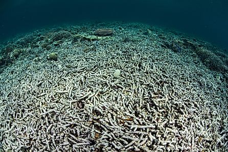 A coral reef in Indonesia has been turned from a diverse, healthy community to a desert of dead rubble. Ocean acidification is one of the major causes of coral reef destruction.