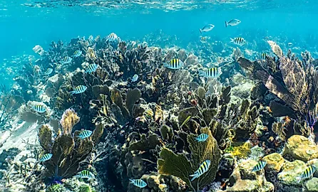 Schools of fish in the pristine water of John Pennekamp Coral Reef State Park off of Key Largo in the Florida Keys, USA
