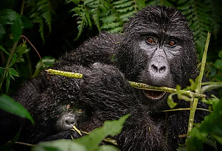 Mountain Gorilla (Gorilla beringei beringei) in the wild. 