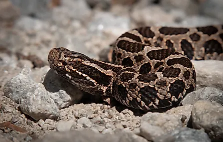 Young juvenile eastern massasauga rattlesnake on macro portrait on gravel road