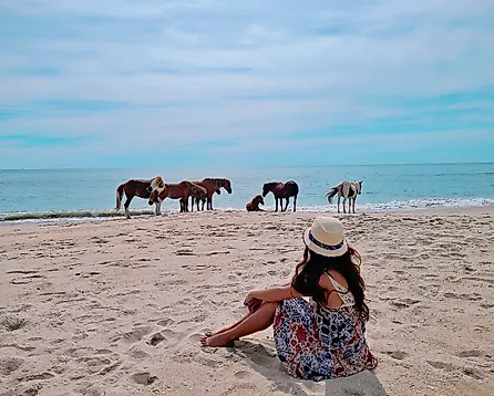 Wild horses grazing on the beach at Assateague Island National Seashore