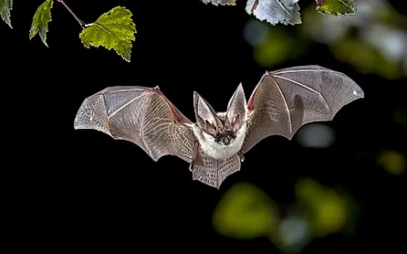 The grey long-eared bat with its distinctive ears can be found in several U.S. National Parks after dusk. Credit: Rudmer Zwerver/ Shutterstock.com