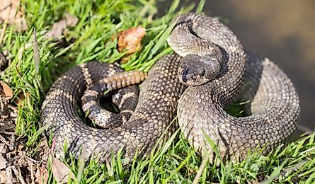 Northern Pacific Rattlesnake in defensive posture. Santa Clara County, California, USA.