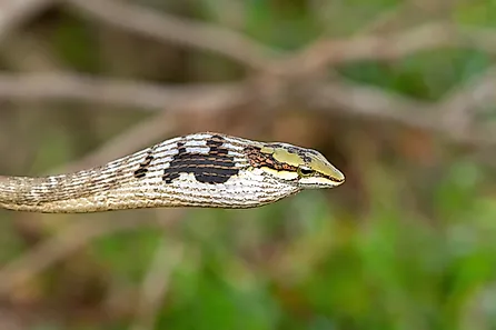 A southern vine snake (Thelotornis capensis)