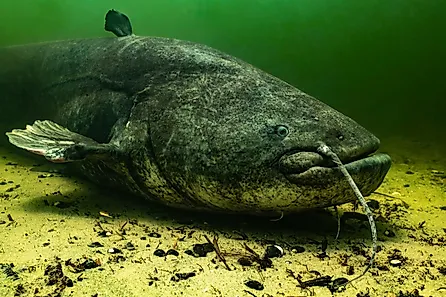 A wels catfish (Silurus glanis)