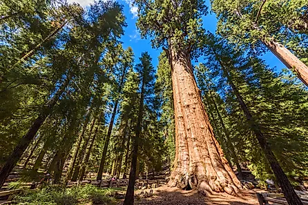 The largest tree on Earth, the General Sherman Giant Sequoia in Sequoia National Park, California. Credit: Simon Dannhauer/ Shutterstock.com 