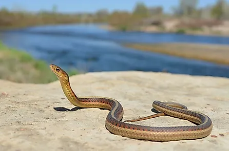 A beautiful red sided garter snake by a water body.