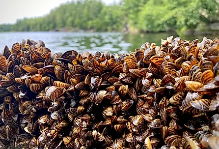 Dense collection of Zebra Mussels.