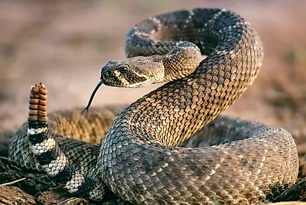 Western diamondback rattlesnake (crotalus atrox) in Magnum, Oklahoma.