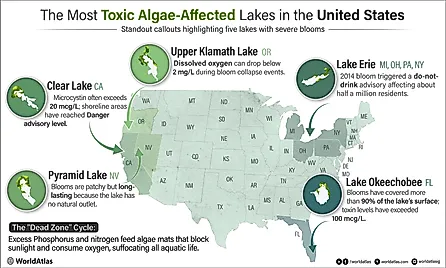 Infographic showing the most toxic algae-affected lakes in the United States.