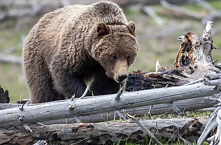 Grizzly bear in Yellowstone National Park. 