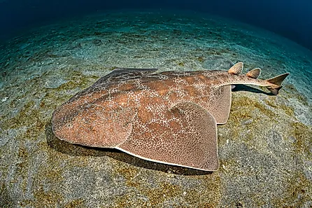 An angel shark (Squatina squatina)