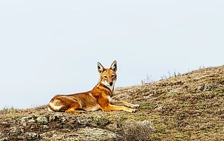 An Ethiopian wolf (Canis simensis)