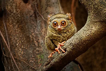 A Tarsier on a branch. 