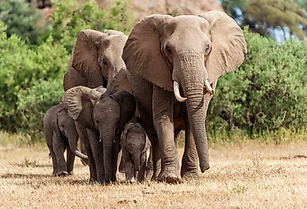 Elephant herd walking in the Tuli Block in Botswana, Africa.