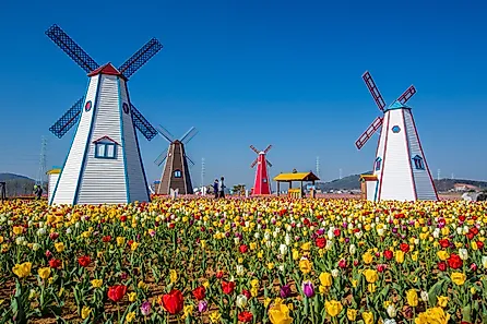 Tulips and windmills in the charming town of Holland, Michigan.