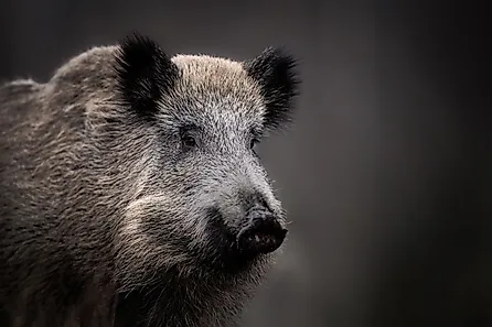 Wild boar close up. 