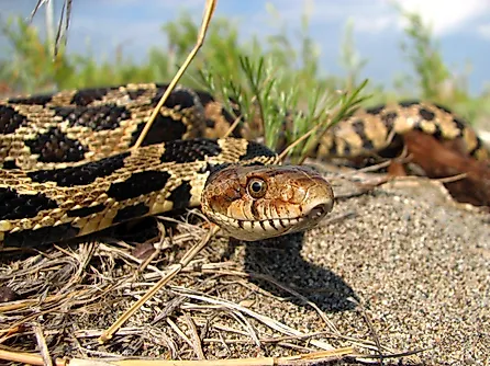Eastern fox snake