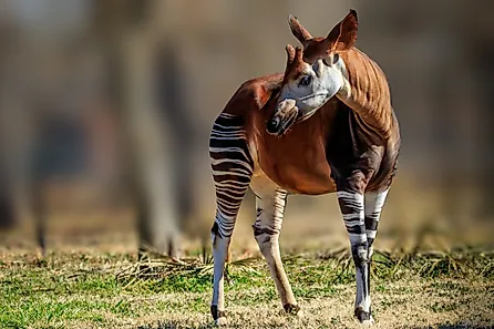 A male okapi.