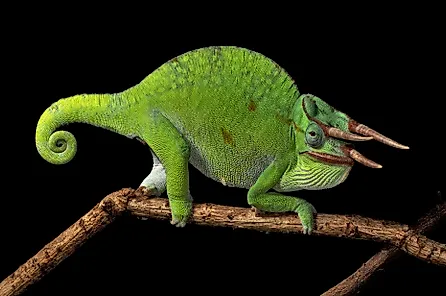 An Usambara three-horned chameleon, native only to Tanzania.