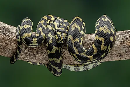 The Jungle Carpet Python (Morelia spilota cheynei) coiled in a tree. Image Credits: Lauren Suryanata via Shutterstock