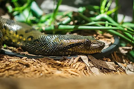 A closeup shot of a green anaconda snake.