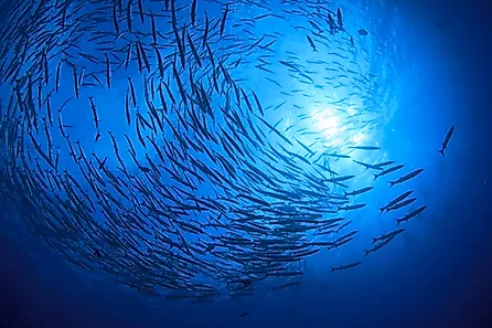 School barracuda fish in the ocean