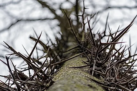 Honey Locust Tree Looking Up through thorns on trunk. 