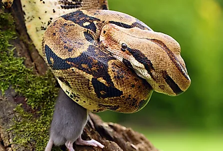 The boa constrictor (Boa constrictor), also called the red-tailed or the common boa, with prey caught on an old branch.