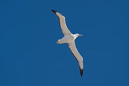 A wandering albatross (Diomedea exulans)