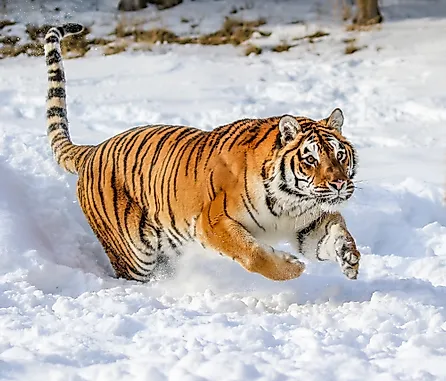 A gorgeous Siberian tiger in winter snow. Image credit: Holly S Cannon/Shutterstock.com