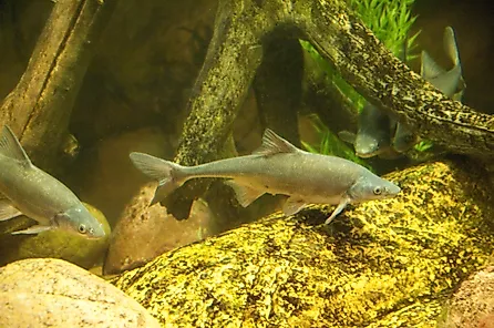Freshwater Silver Carp Fish swimming