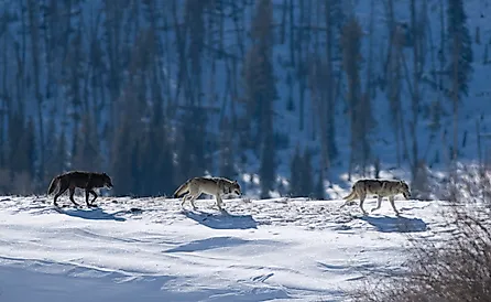 Three Druid wolves trot snowy Lamar Valley Yellowstone National Park