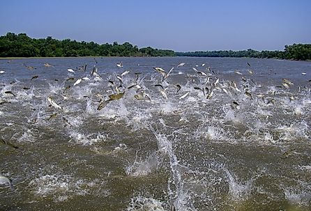 Many Asian (invasive) carp jumping out of the water. 