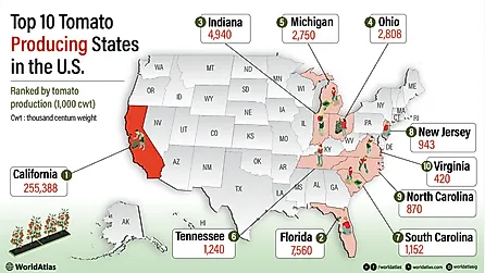 infographic showing The Top 10 Tomato-Producing States In The United States