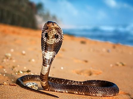 Live king cobra on the beach sand.