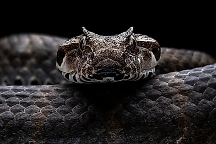 The common death adder (Acanthophis antarticus) is highly venomous. Via Shutterstock / Lauren Suryanata