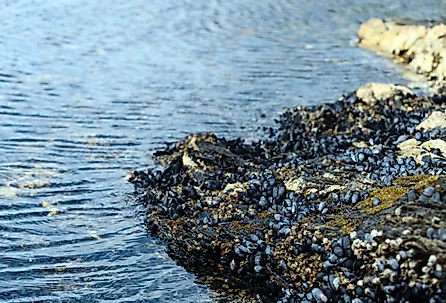 Mollusks attached to rocks on a pebbly lakeshore.