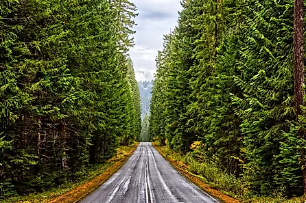 A road between trees along the West Cascades Scenic Byway. Editorial credit: Buschwood Photography via Shutterstock
