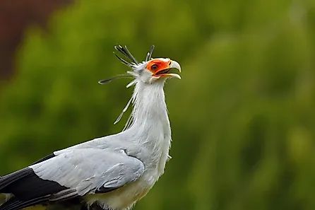 A secretary bird (Sagittarius serpentarius)