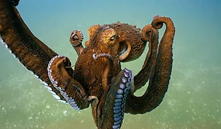 Giant Pacific octopus underwater. 