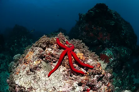 Red starfish underwater in Granada, Spain.