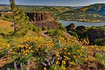 Wild flowers at peak bloom; Tom McCall preserve near Rowena in the Columbia River Gorge National scenic Area, Oregon