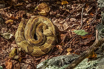 Timber rattlesnake